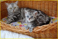 Click for enlargement