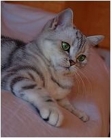 Click for enlargement