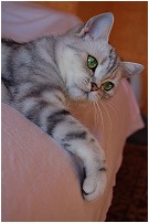 Click for enlargement