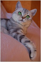 Click for enlargement