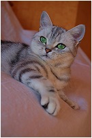 Click for enlargement