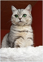 Click for enlargement