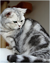 Click for enlargement
